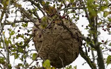 Comment procède un exterminateur de nuisibles ?